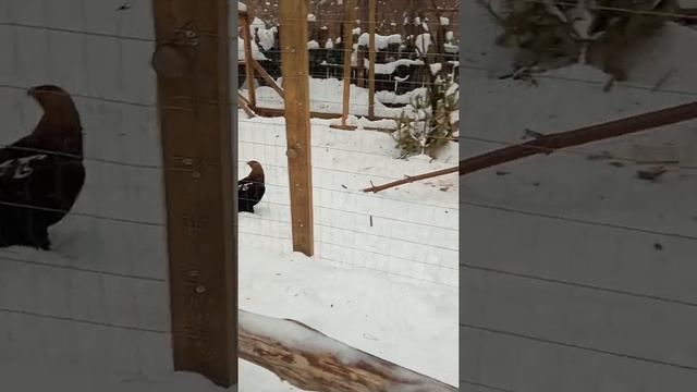 Ульяновский зоопарк. Беседы орлов. 18.02.2022 смотреть онлайн