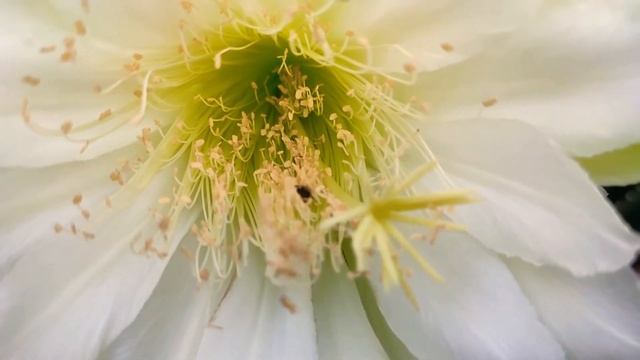 Cereus Hildmannianus Flower & Pollinating Bee #Cactusflower #Insect #Cereus #Growingcactus #White смотреть онлайн