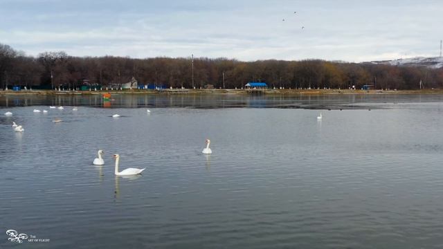 Лебеди на пруду