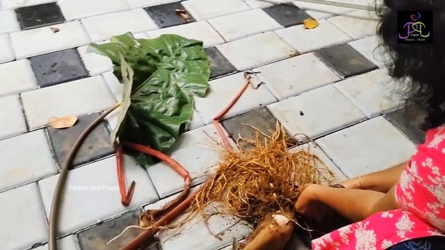 caladium hunting malayalam | colocasia | zero cost plant/ elephant ear plant смотреть онлайн