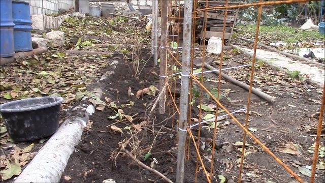 Живая изгородь из жимолости. Как прикрыть хоздвор жимолостью?! Строим стенку для жимолости! смотреть онлайн