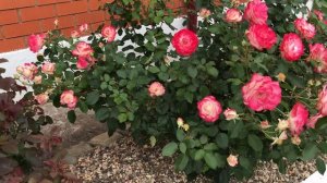 Роза Jubile du Prince de Monaco (Юбилей Санкт Петербурга). Осень.