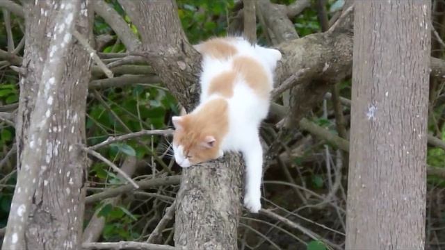 Gato Salvaje (Felis domesticus) - Wild Cat смотреть онлайн