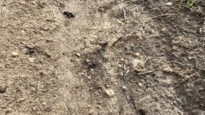 Муравьи продолжают летать! Ищем королев муравьёв-жнецов! В поисках маток // Димон и Пумба