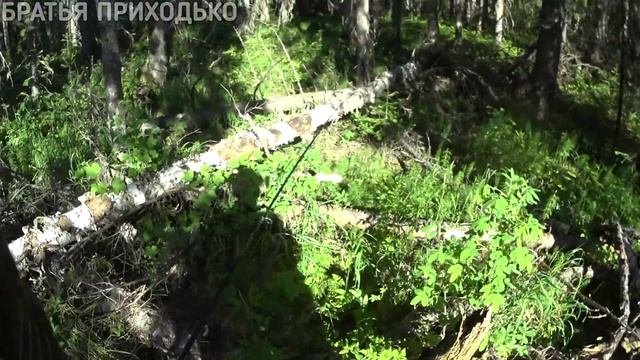 ЛОВИМ ХАРИУСА НА ТАЕЖНЫХ РЕКАХ / ИЩЕМ БЛЕСНЫ смотреть онлайн