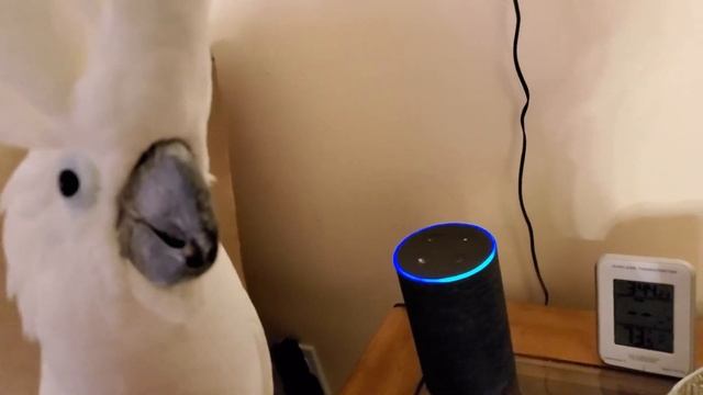 Cockatoo ends up ordering hilarious items through Alexa смотреть онлайн