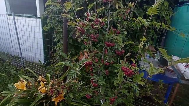 Рябина Гранатная – неприхотливый сорт с крупными ягодами без горечи. смотреть онлайн