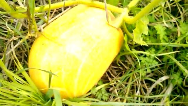 Тыква на семена.Как вырастить тыкву на семена смотреть онлайн
