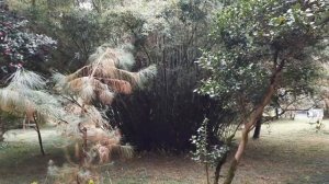 Сухумский Ботанический сад, Абхазия.