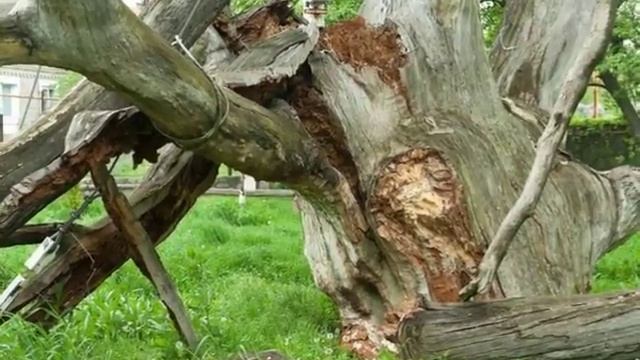 Расцвела черёмуха Автор и режисёр Олег Черный Поёт композитор Жанна Вишнякова Все фото из интерн смотреть онлайн