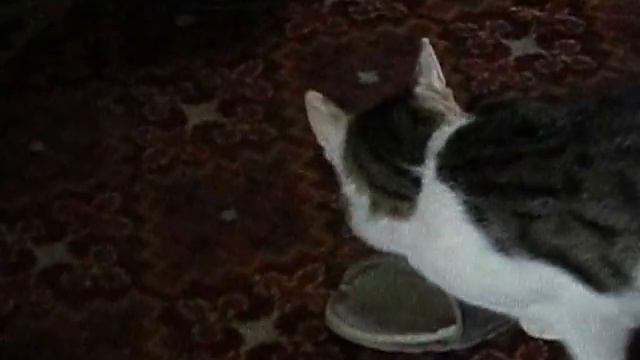 КОТА КУМАРИТ ОТ ВИСКАСА смотреть онлайн