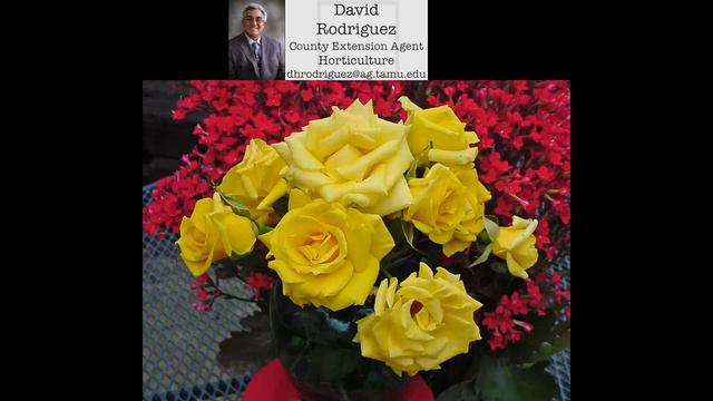 Great Plant Gift Ideas For Mother's Day