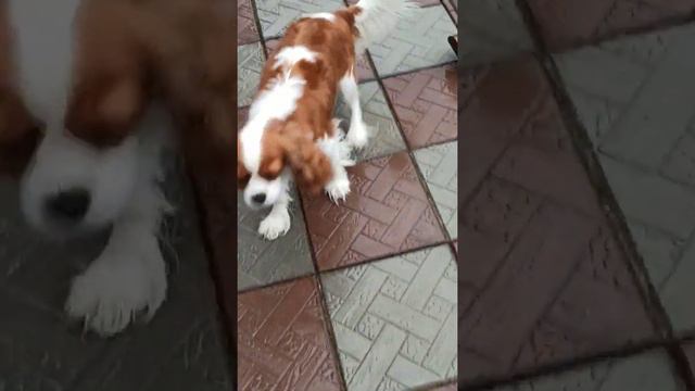 Кавалер Кинг Чарльз спаниель. Милый щенок🐾 Питомник Сибирский стиль🐾