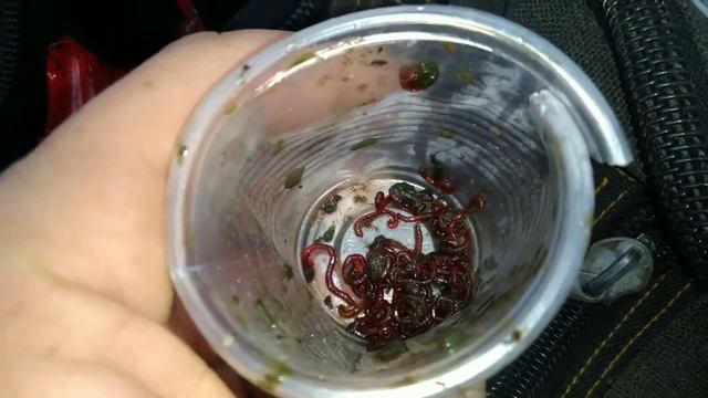 #Мотиль #осінЬ #Живец #easyupe ЯК НАМИТИ МОТИЛЯ РИБАЛКА НА ЖИВЦЯ смотреть онлайн