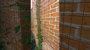 Маракуйя северная, первое цветение, 2021 год. #маракуйясеверная #маракуйявсаду #shorts