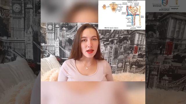 Утворення сечі смотреть онлайн