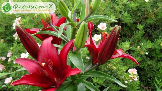 Выращивание лилий – посадка и уход в саду смотреть онлайн