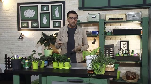 Как заботиться о рассаде в домашних условиях для пышного, продолжительного цветения Пентаса? смотреть онлайн