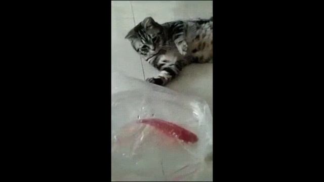 Кот Рыболов Кошачья Рыбалка! Ржачка ваще! Смотреть. смотреть онлайн
