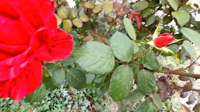 red intuition. Ред Интуишн rosebushes.ru чайно- смотреть онлайн