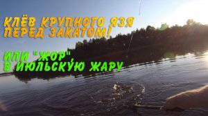 Классный клёв крупного язя перед закатом! Это почти «жор», да ещё и в июльскую жару
