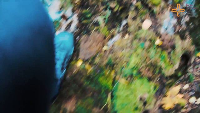 сфу лес смотреть онлайн