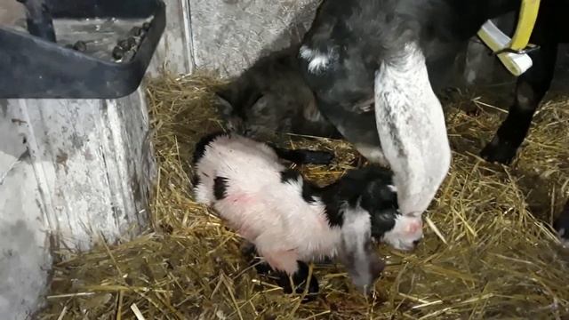 Сложные роды у Стеши / Слёзы счастливого отца смотреть онлайн