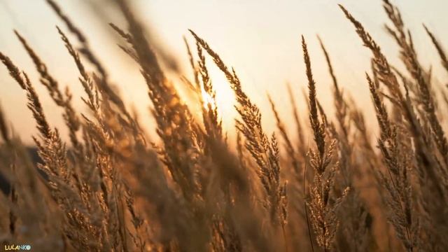 White Noise Cereals In The Wind ? Relaxing Music With Nature Sounds - Baby Sleep ♫♫