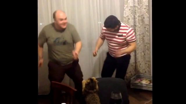 Кот смотрит на танцы двух пьяных мужиков! смотреть онлайн