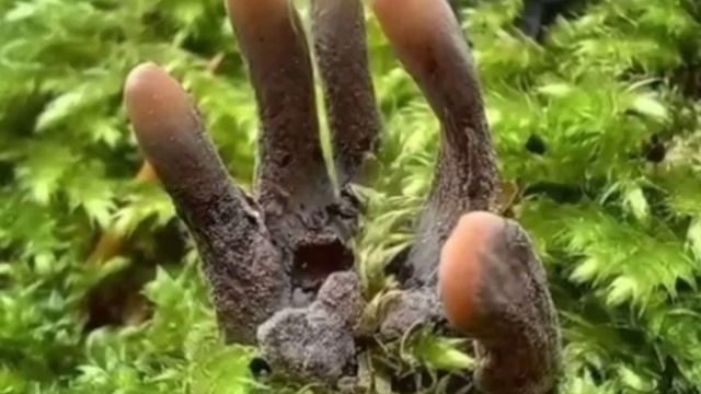 ? В Латвии нашли сразу несколько редких грибов смотреть онлайн