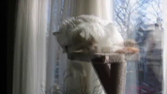 The life (first ten years) of Riley the Turkish Van cat. смотреть онлайн