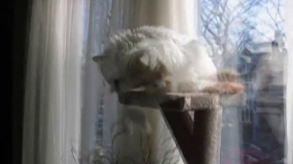 The life (first ten years) of Riley the Turkish Van cat.