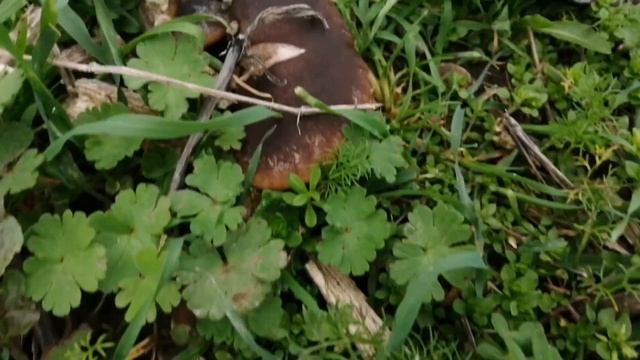 Gavcar mantarı bolluğu. Körek, Mantika, Manguta, Mantika, (Pleurotus eryngii var ferulae) смотреть онлайн