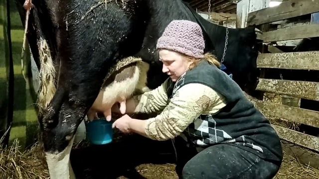 Первое доение коровы с отела! Первое поение телёнка. смотреть онлайн