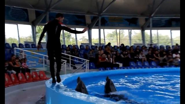 Dolphinarium Nemo in Yerevan смотреть онлайн