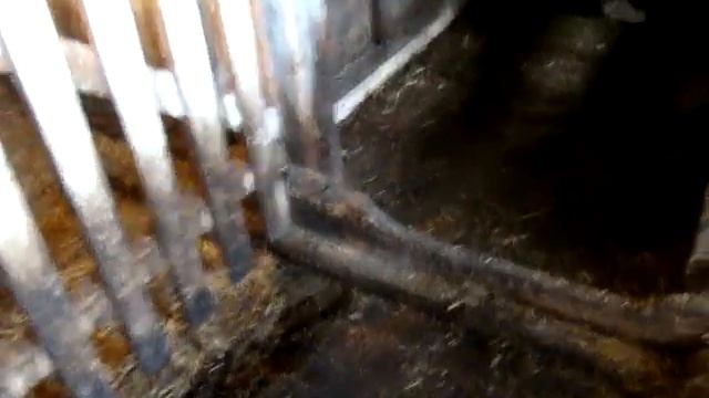 Деревянный пол и ВЬЕТНАМСКИЕ свиньи! Полу 20 лет! Сельское подворье на Урале смотреть онлайн