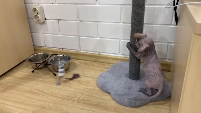 Донской сфинкс, котёнок. смотреть онлайн