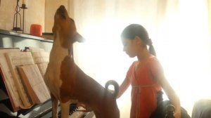 Поющая басенджи 3