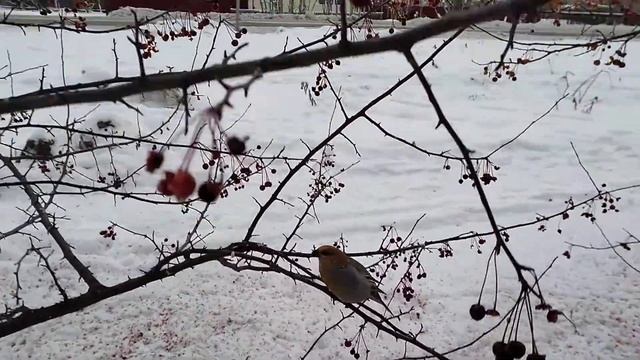 Не удачная ловля щура. (Pinicola enucleator) смотреть онлайн