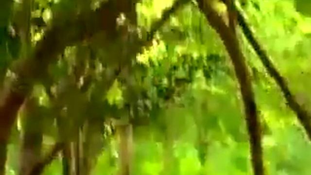 Обезьянка играет с тиграми смотреть онлайн