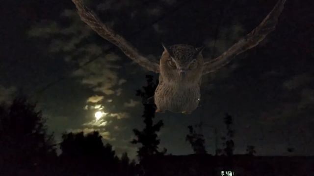 "Мои стихи - ночные птицы" Инга Дмитриева-Гвоздь смотреть онлайн