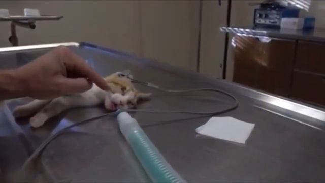 Он оказался никому не нужным слепым котёнком, но в один день всё изменилось смотреть онлайн