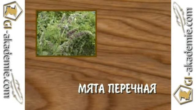 010 - Лечебные растения. смотреть онлайн