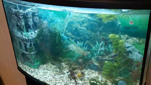 Полезные рыбки - водорослееды смотреть онлайн
