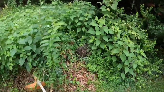 Stihl FS 91 R verses overgrown weeds. #stihlusa #lawncare #overgrown #stringtrimmer смотреть онлайн