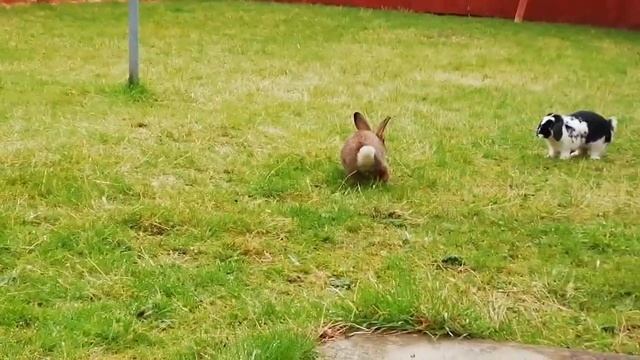 Playful Bunny Rabbits Game of Tag in the Garden ?? смотреть онлайн