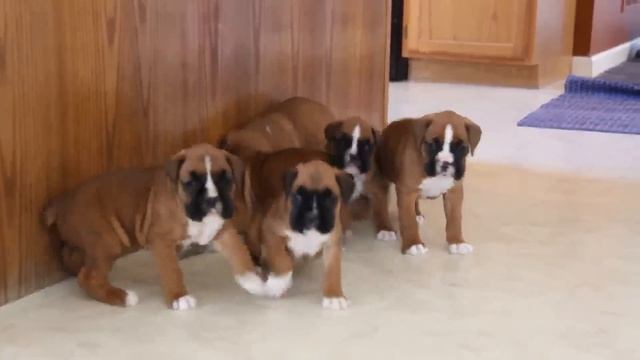 Boxer Puppies For Sale смотреть онлайн