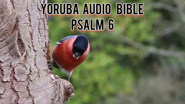 PSALM 6 - YORUBA BIBLE AUDIO || BIBELI MIMO #bible #yorubabible смотреть онлайн