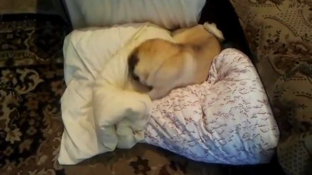 Мопс шалит ) смотреть онлайн