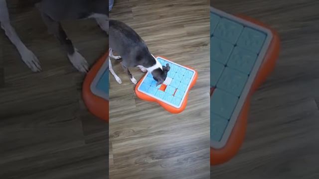 Dog Must-Haves? Dog Hide N' Slide смотреть онлайн